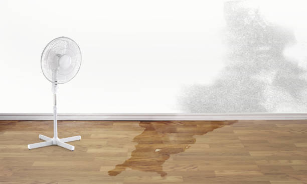Best Carpet water damage restoration  in Kennesaw State University, GA